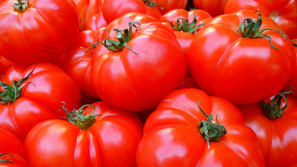 pomidoras